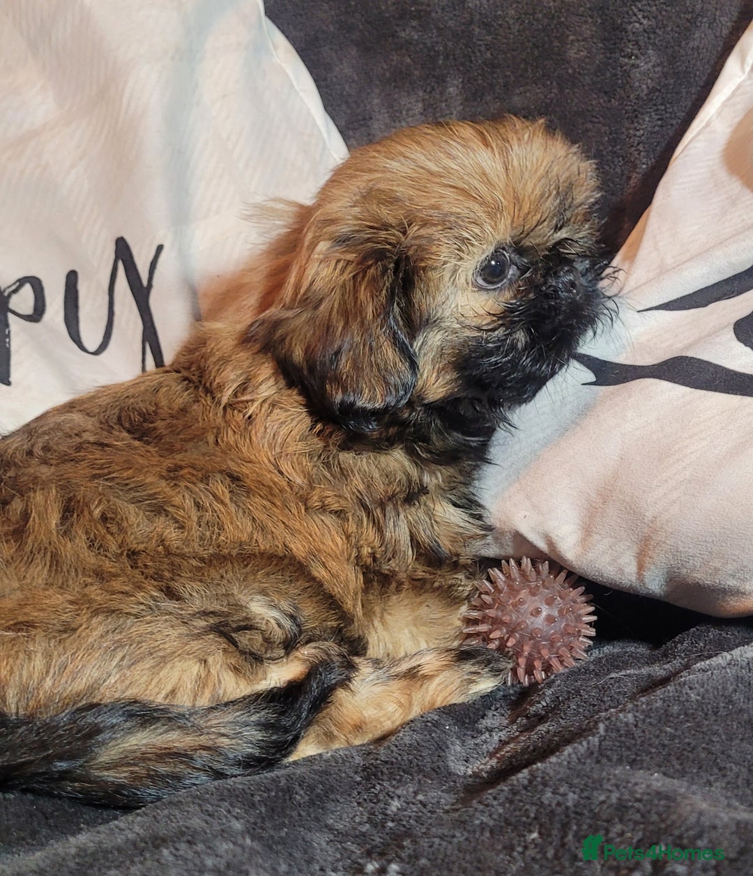 Shih Tzu dogs for sale: One beautiful little girl ready friday - Image 1