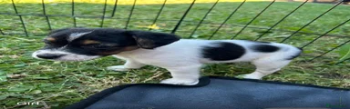 Jack Russell 4