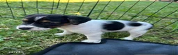 Jack Russell dogs for sale: Jack Russell puppies in Sandhurst - Advert 7