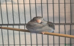 Parakeets birds for sale: Female Handreared Parrotlet  - Image 3