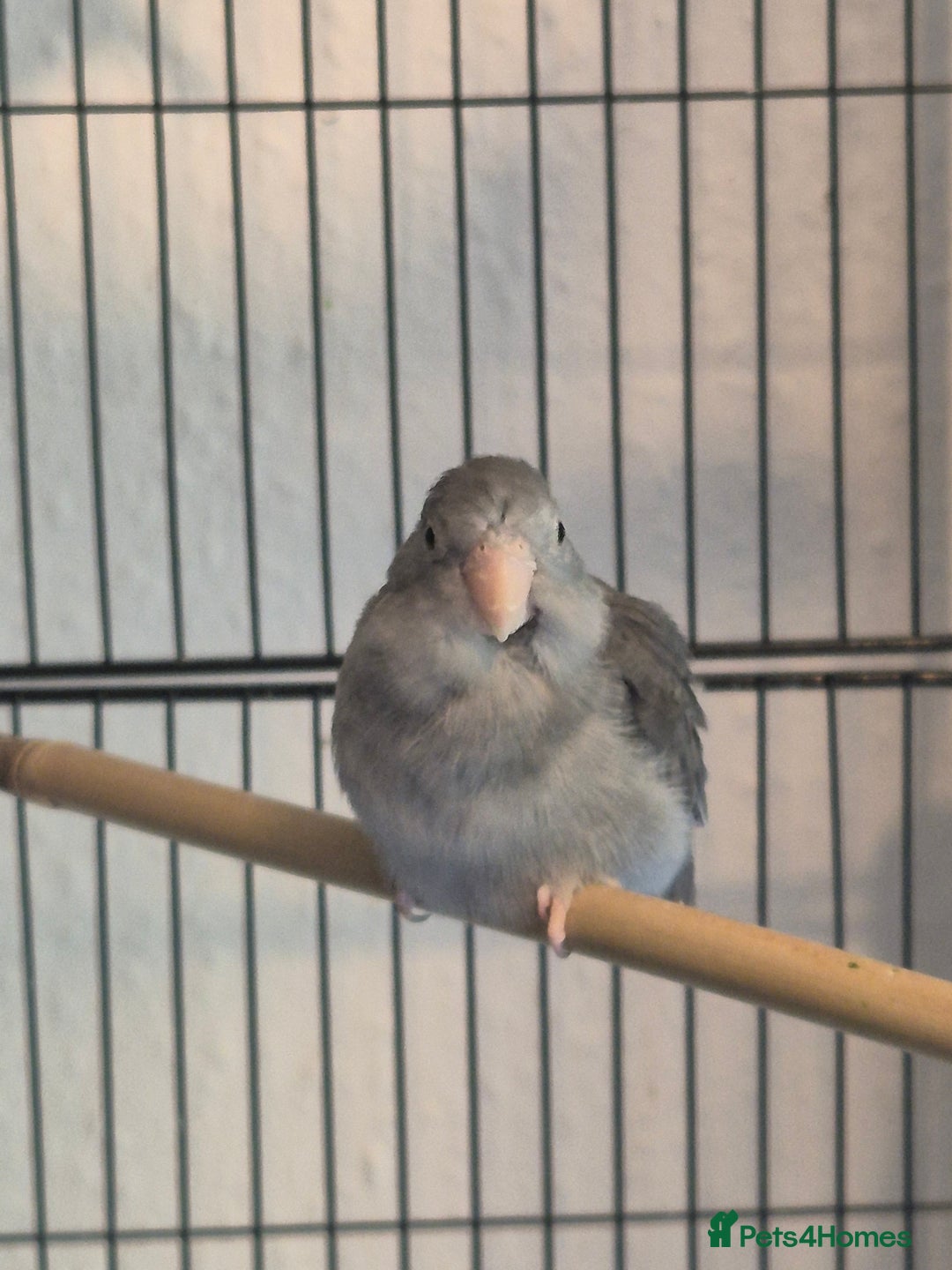 Parakeets birds for sale: Female Handreared Parrotlet  - Image 3