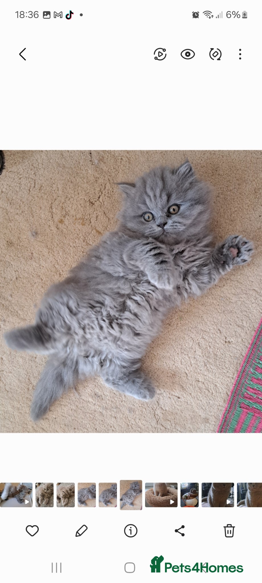 British Longhair cats Chunky BLH&BSH kittens. 2 kittens left. PETS ONLY - Advert 1