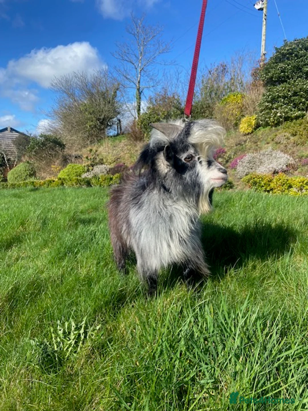 Goats livestock for sale: Registered Entire Male Pygmy Goat in Whitland - Advert 6