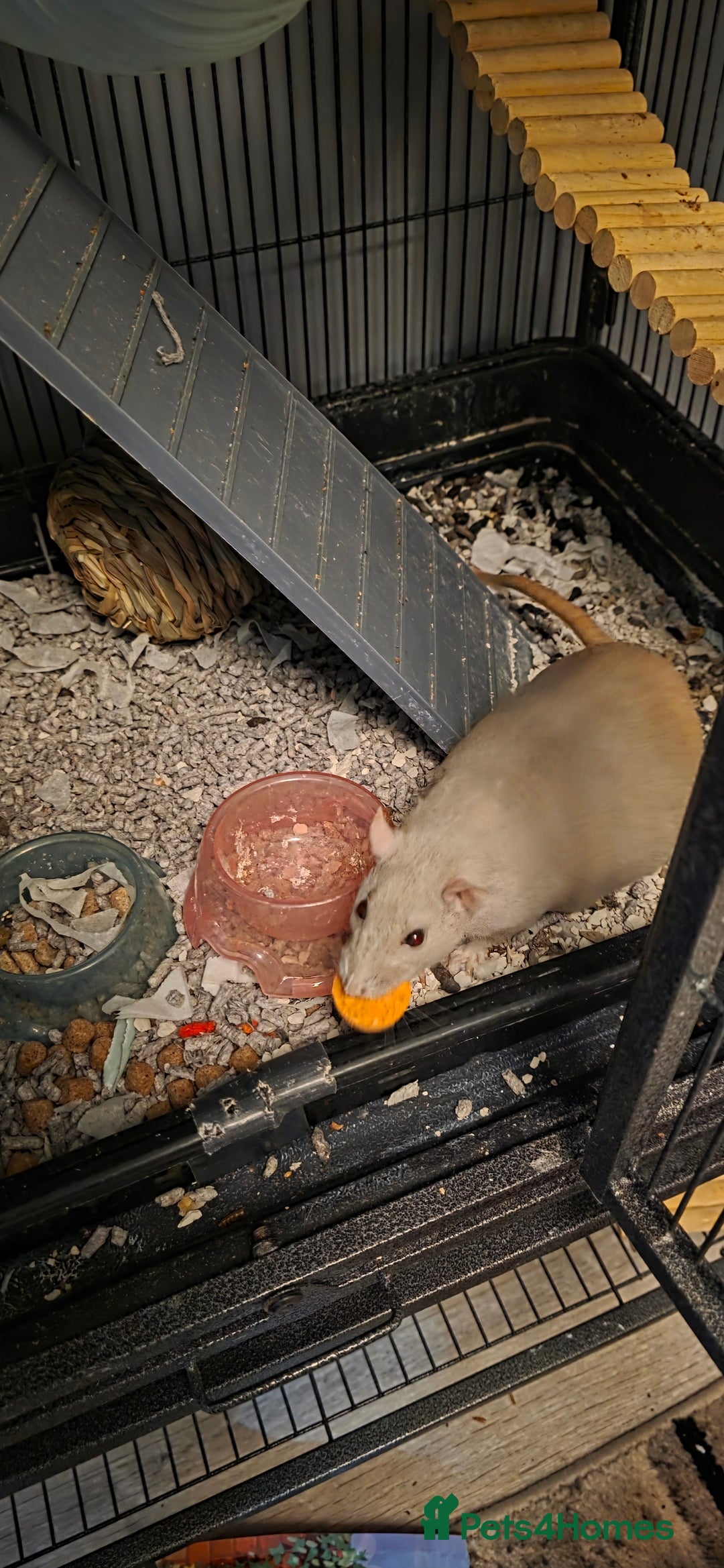 Rat rodents for sale: Four 1 year old female rats with cage+ extras - Advert 9