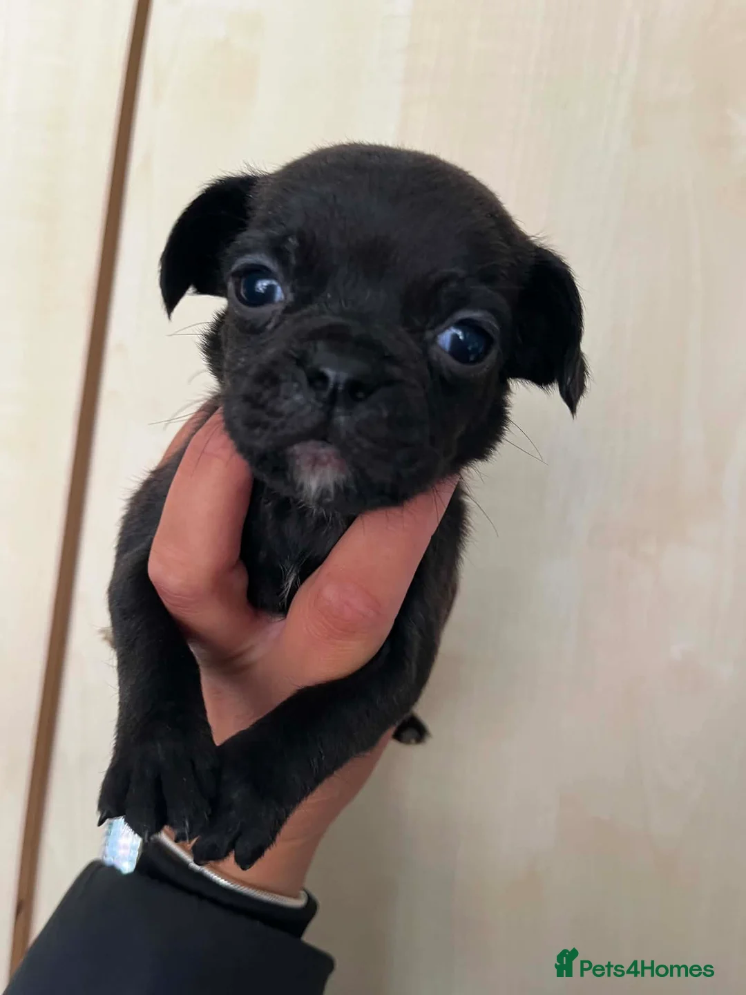 Pug dogs for sale: Pug puppies  - Advert 2