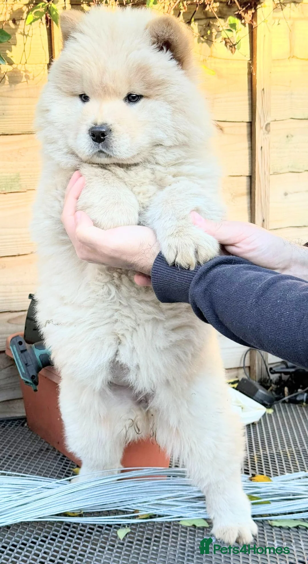 Chow Chow dogs for sale: Chow chow  - Advert 4