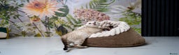 Bengal cats for sale: GOOBER-Snow Lynx Pure Bengal-TICA REG.-Playful boy - Advert 31