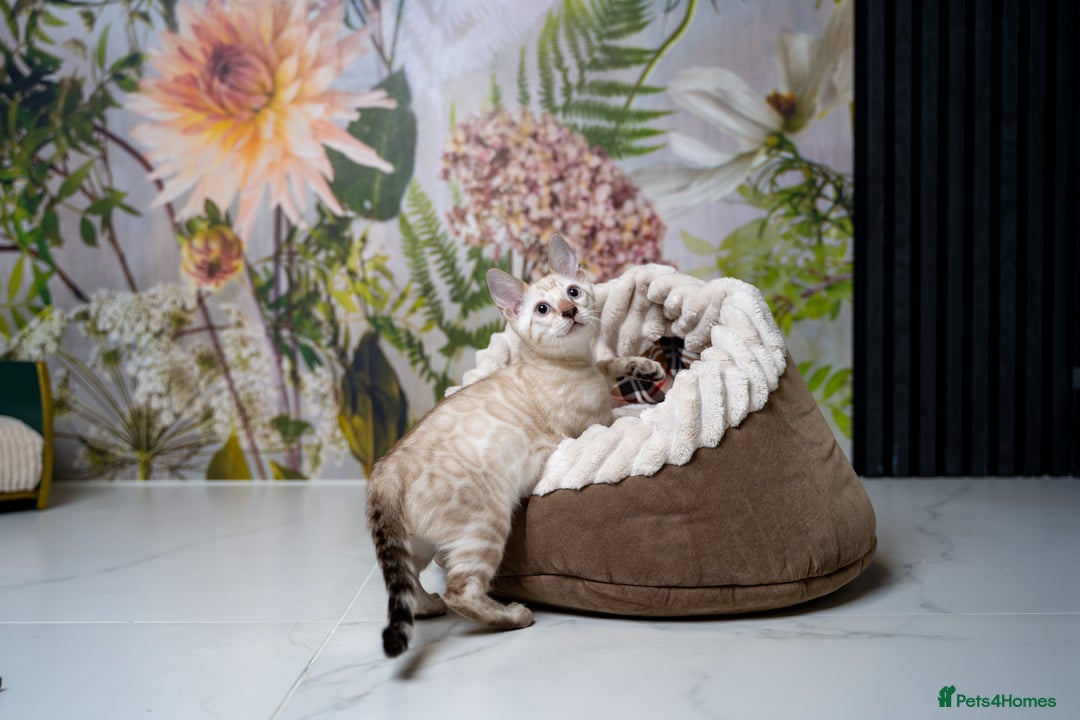 Bengal cats for sale: GOOBER-Snow Lynx Pure Bengal-TICA REG.-Playful boy - Advert 31