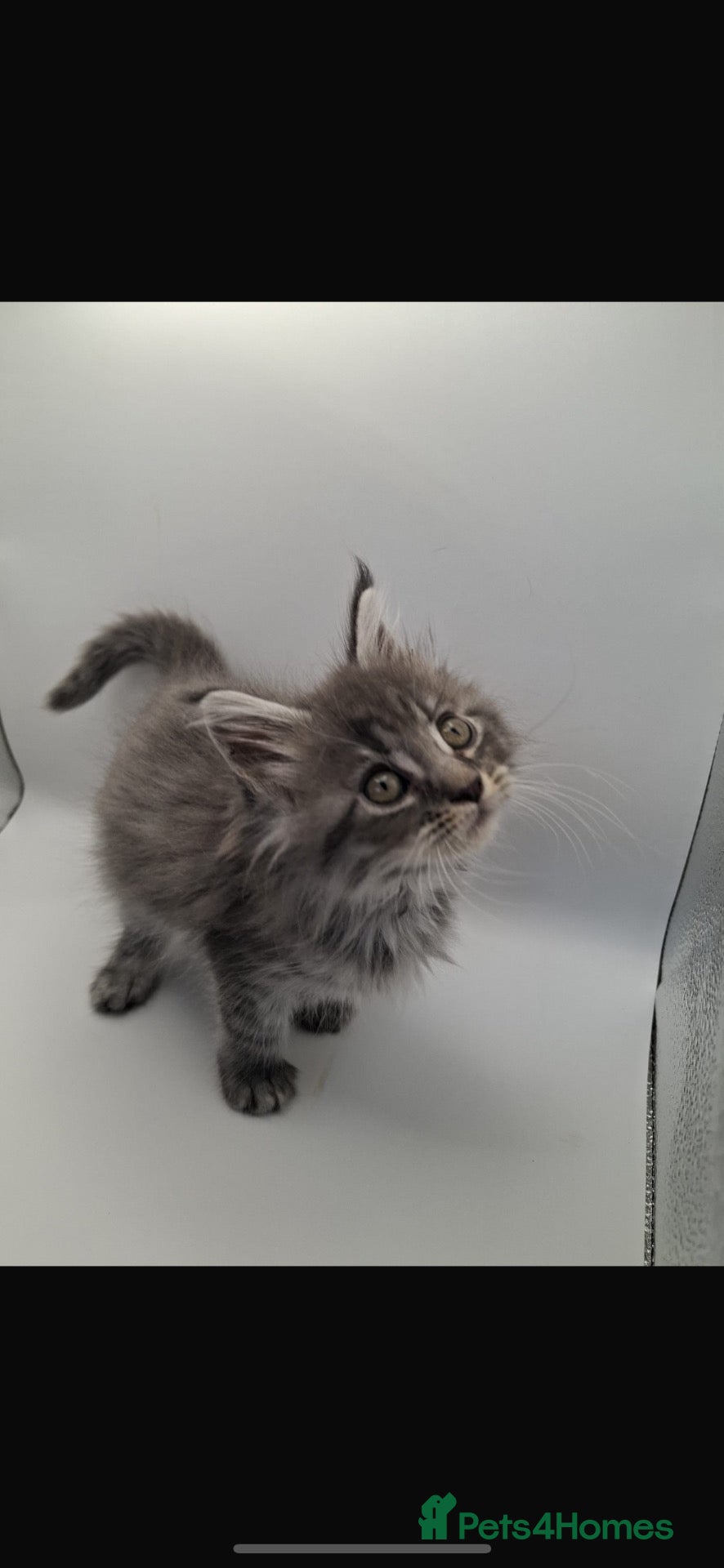 Maine Coon cats TICA ACTIVE female Maine coon  - Advert 2