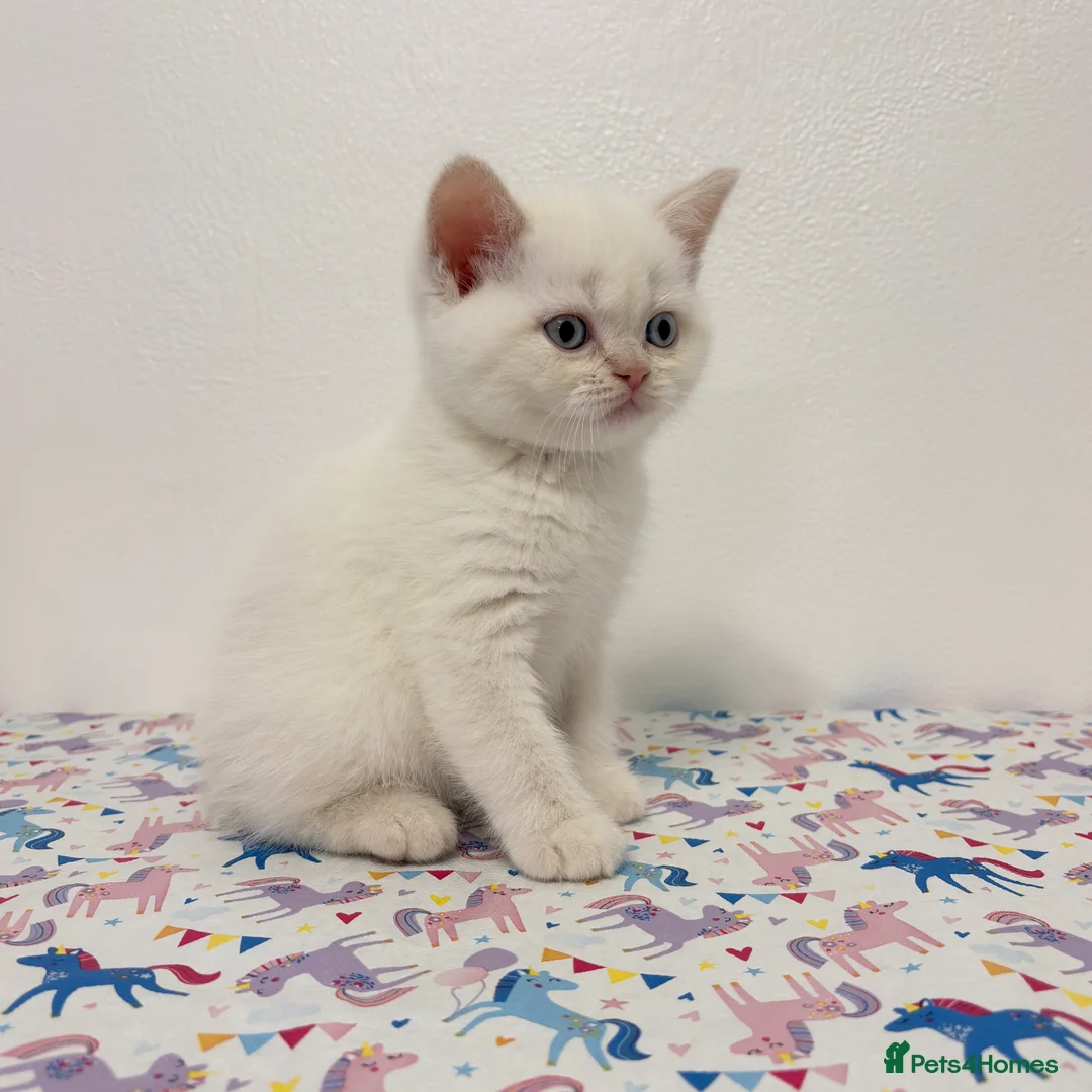 British Shorthair cats for sale: Stunning BSH Colourpoint Kitten GCCF Registered - Advert 15