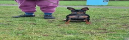 Miniature Pinscher dogs for sale: Male Miniature Pinscher – 11 Months – Show Quality - Advert 4