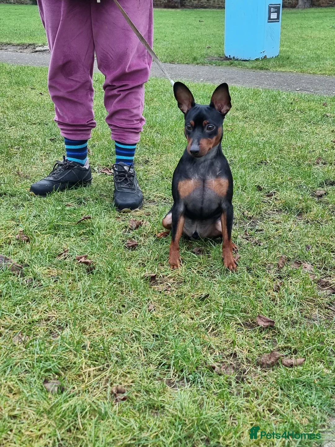 Miniature Pinscher dogs for sale: Male Miniature Pinscher – 11 Months – Show Quality - Advert 4