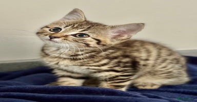 Savannah cats - Advert 4