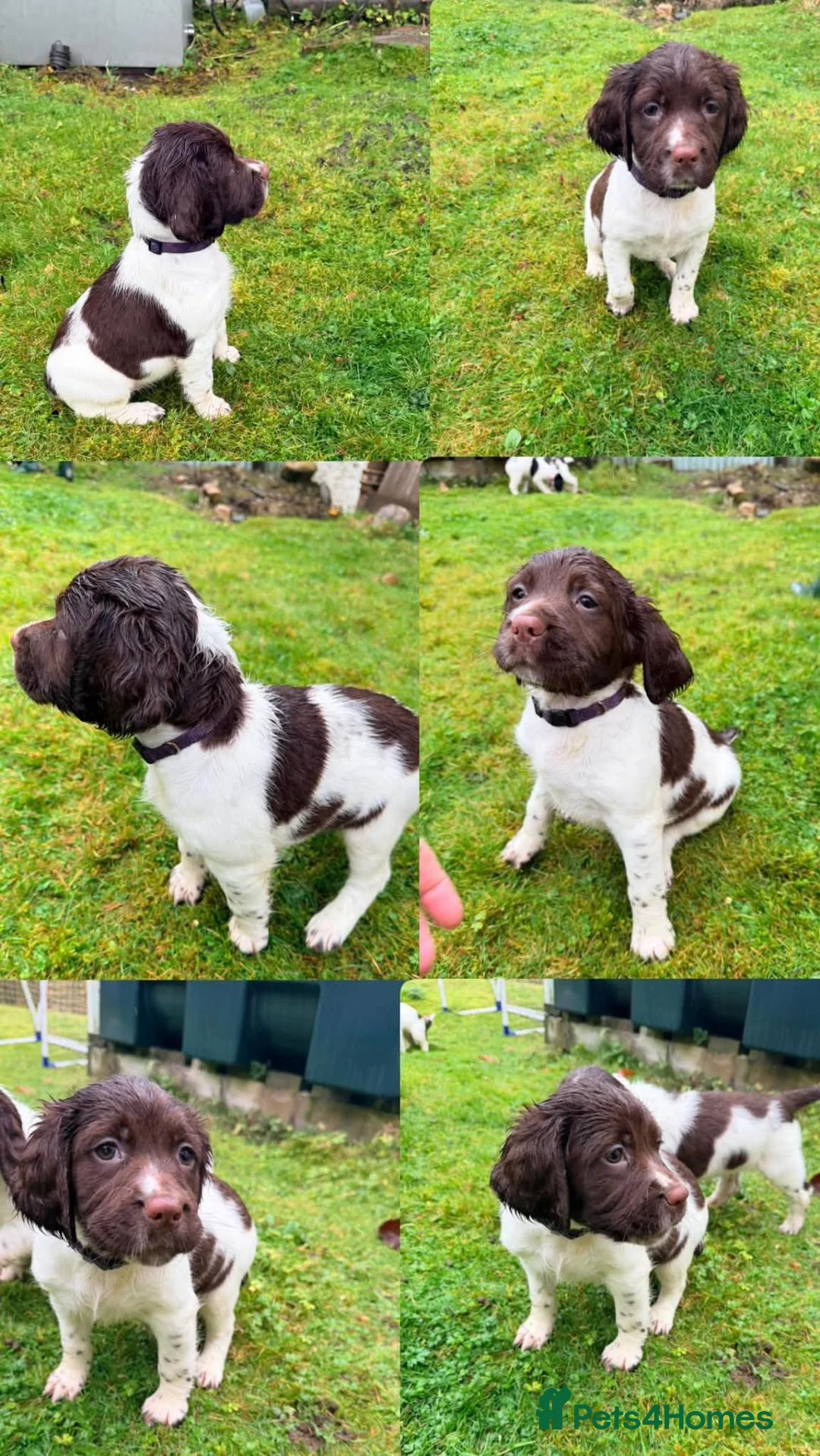 English Springer Spaniel dogs for sale: Matthew brady in Dalwhinnie - Advert 3