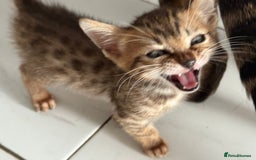 Bengal cats for sale: Beautiful boy remaining ready to go  - Image 1