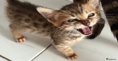 Bengal cats - Advert 7