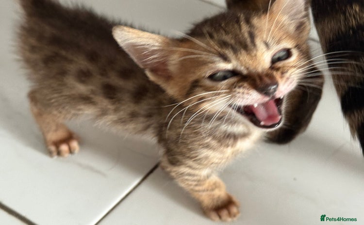 Bengal cats - Advert 9