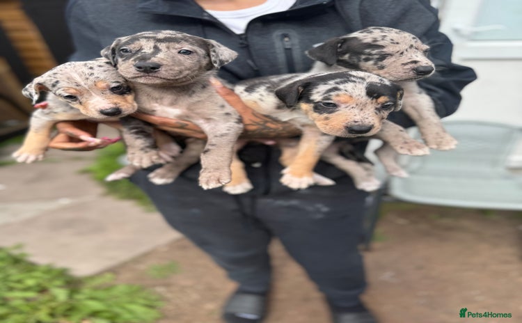 Mixed Breed dogs - Advert 5