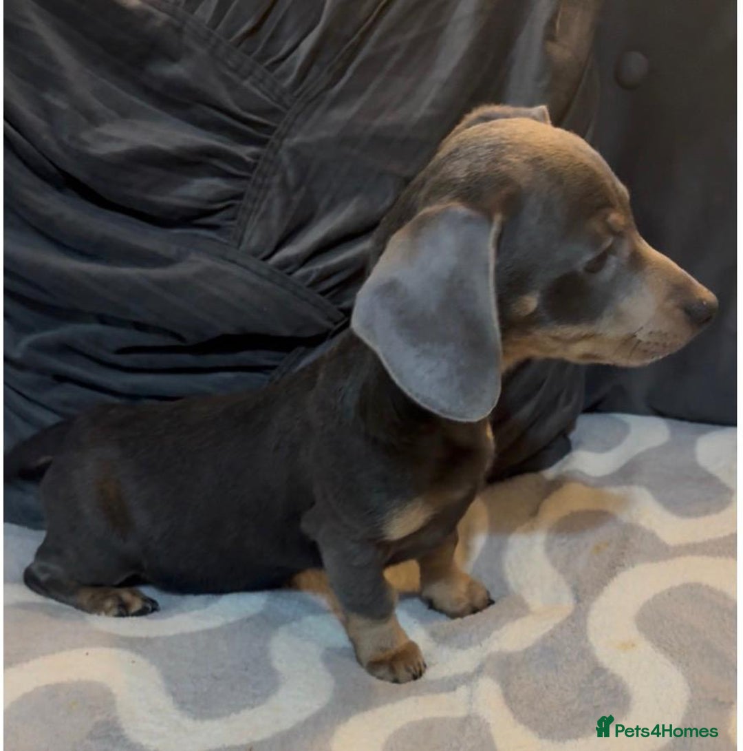 Mixed Breed dogs for sale: Daxijacks puppies ❤️💙 - Advert 16
