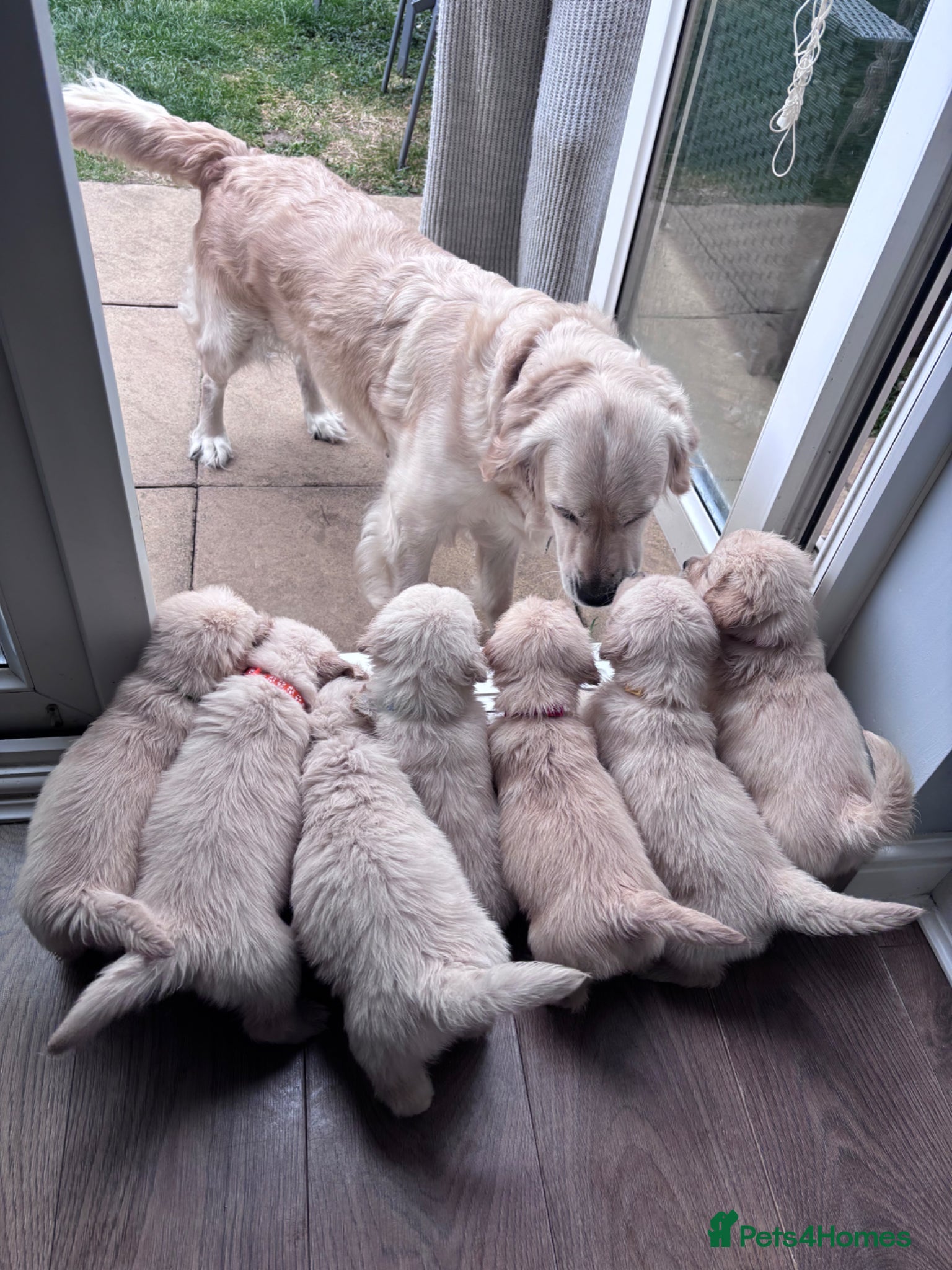 Golden Retriever dogs 🐾 1 left,KC Registered Golden Retriever Puppies.  - Advert 2