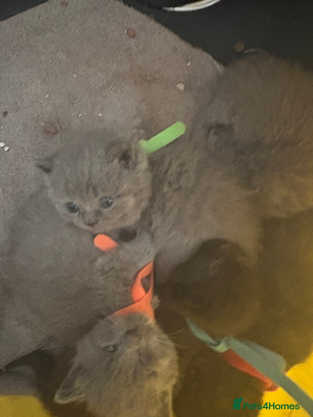 British Shorthair cats for sale: British Shorthair kittens  - Image 8