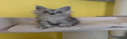 Maine Coon cats for sale: TICA Registered Maine Coon Kittens  - Advert 19