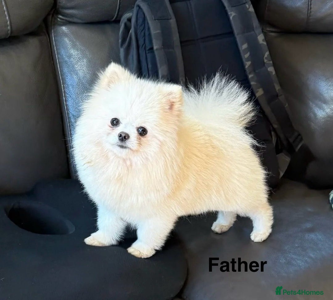 Pomeranian dogs for sale: Korean–Russian Exclusive Teddy Bear Pomeranian ✨🐻 - Advert 6