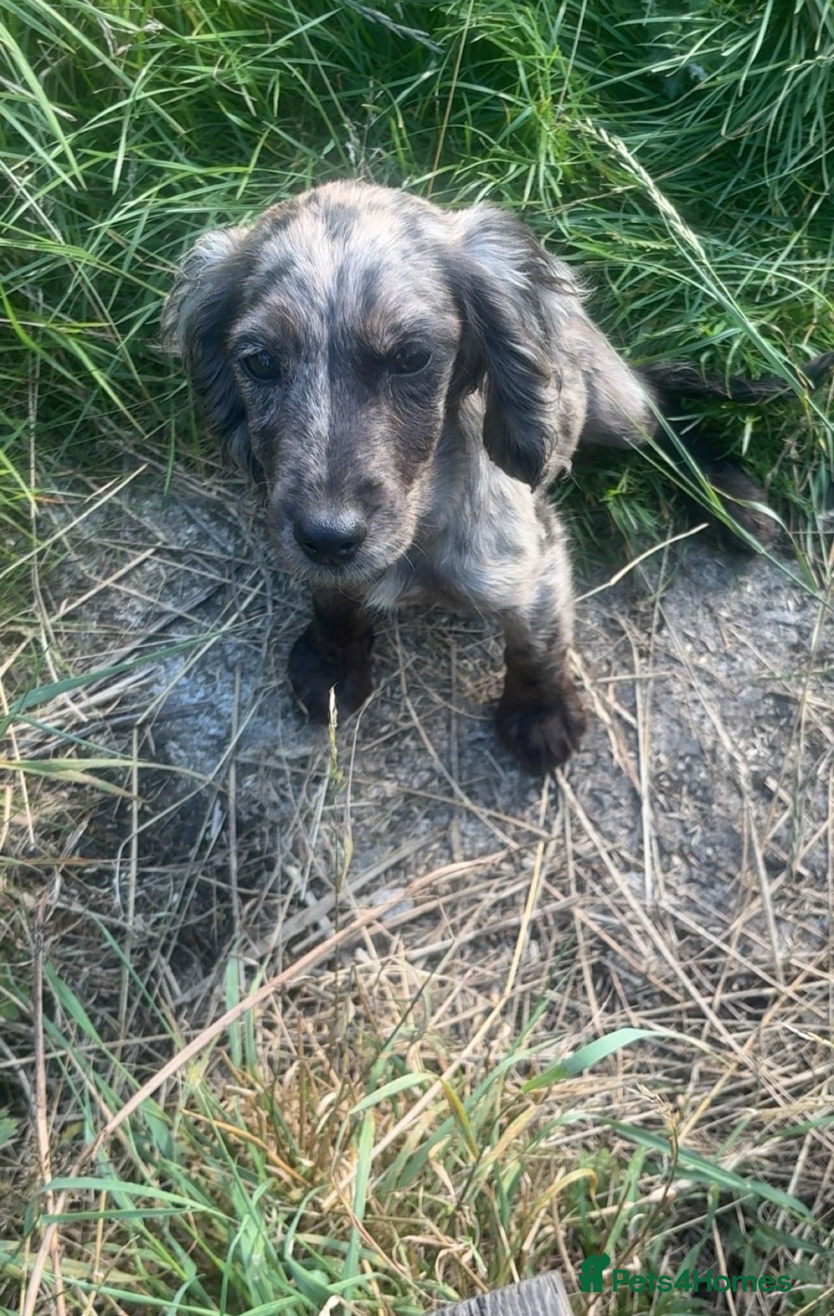 Cocker Spaniel dogs Four month old cocker spaniel female - Advert 4