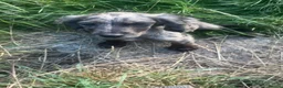Cocker Spaniel dogs for sale: Four month old cocker spaniel female - Advert 1