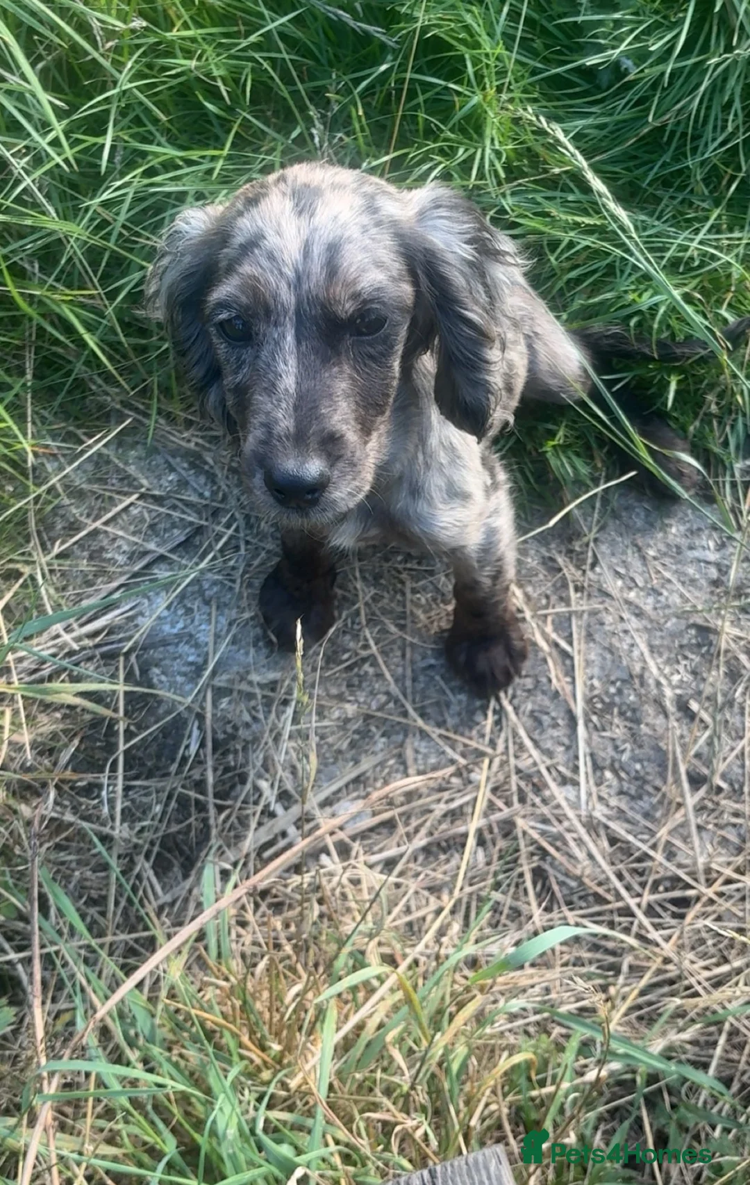 Cocker Spaniel dogs for sale: Four month old cocker spaniel female - Advert 1