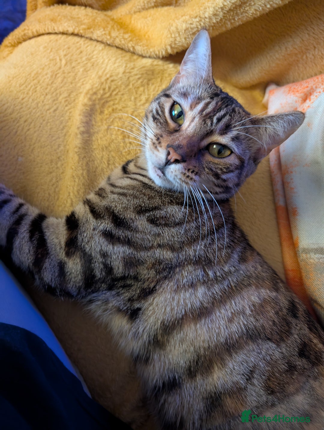 Bengal cats for sale: 1 year 8 month old female Bengal neutered  - Image 4