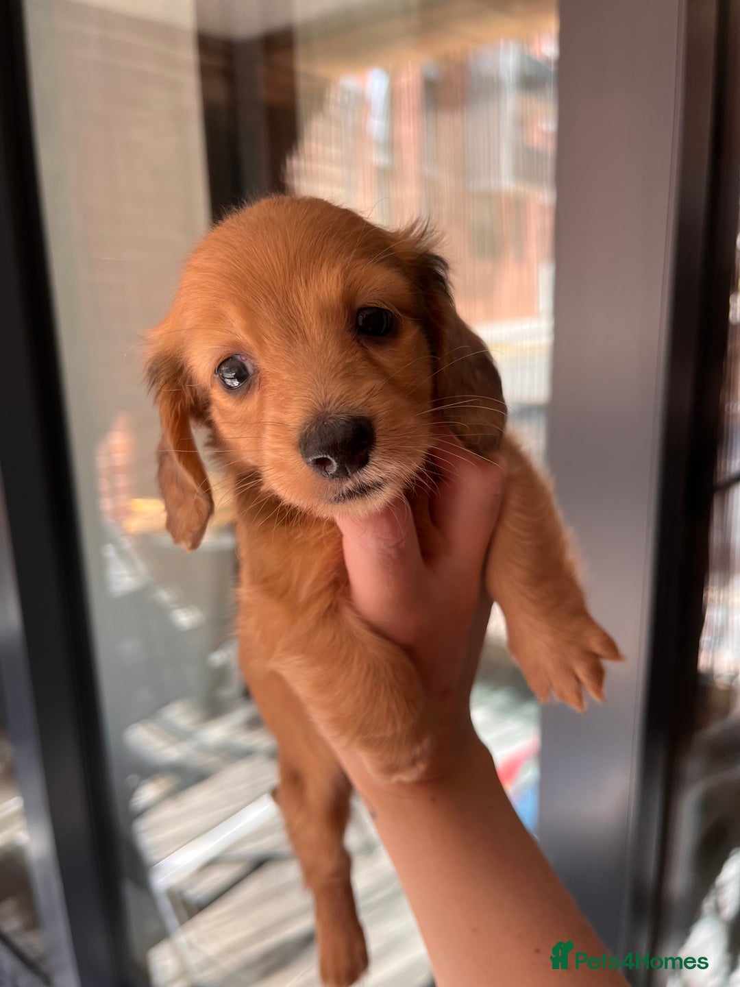 Dachshund dogs for sale: Fluffy Dachshund puppy  - Image 2