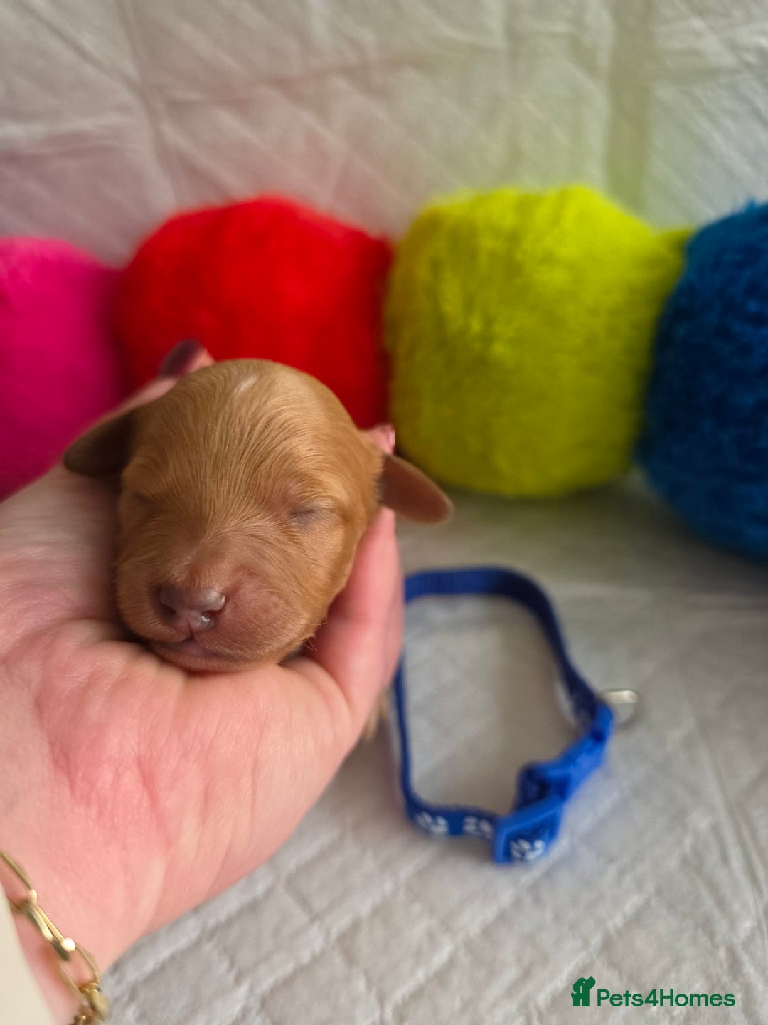 Cavapoo dogs for sale: 🥇 Finest Quality Beautiful F1b Cavapoos 🥇 - Advert 8