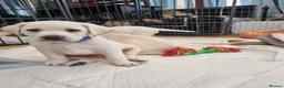 Labrador Retriever dogs for sale: STUNNING LABRADOR PUPPIES ONLY 1 GIRL LEFT. - Advert 12