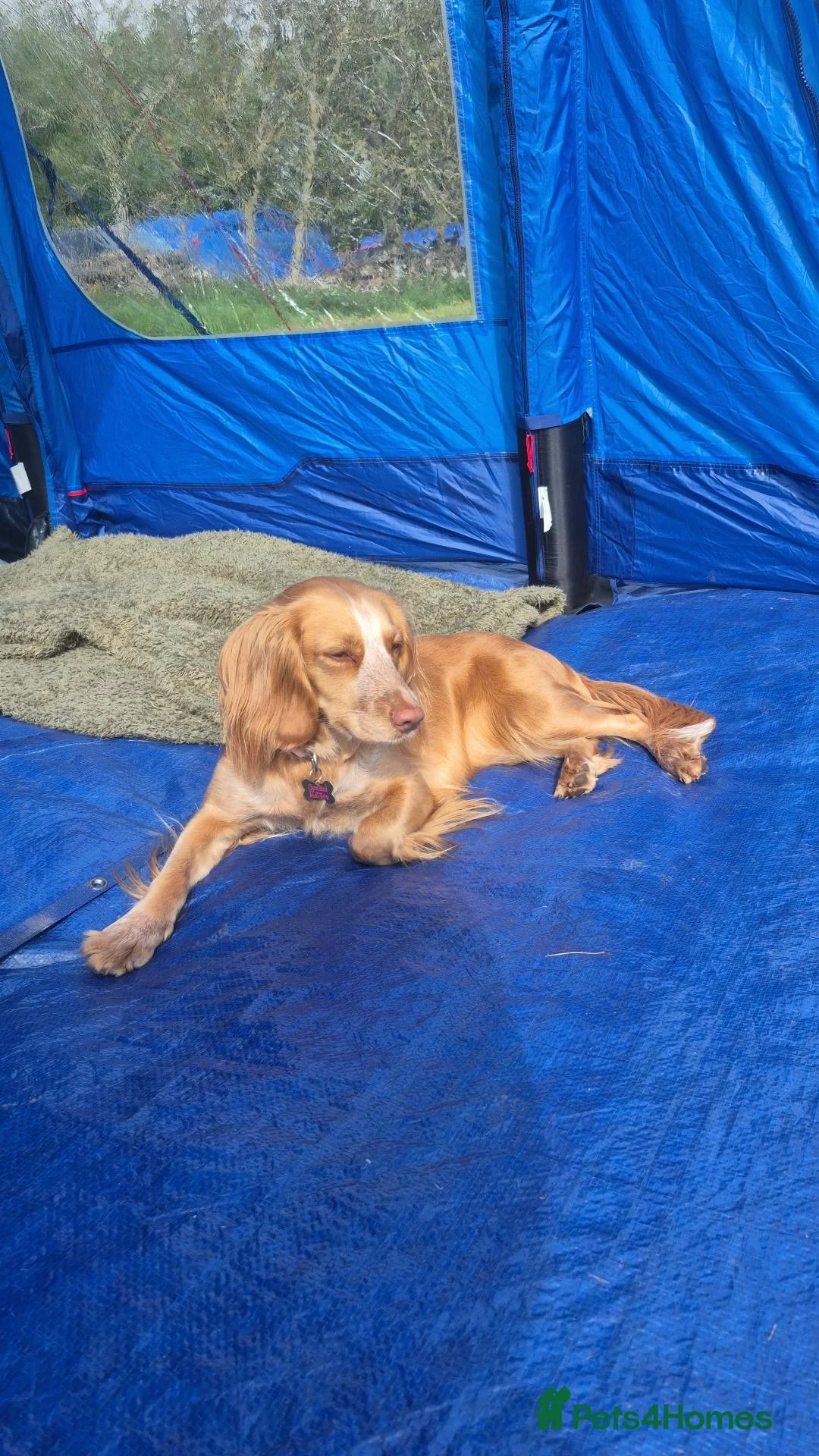 Cocker Spaniel dogs for sale: 2 KC Cocker-Spaniel for Sale - Advert 12