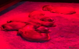 Cavalier King Charles Spaniel dogs for sale: 6 Ruby Puppies!! - Image 2