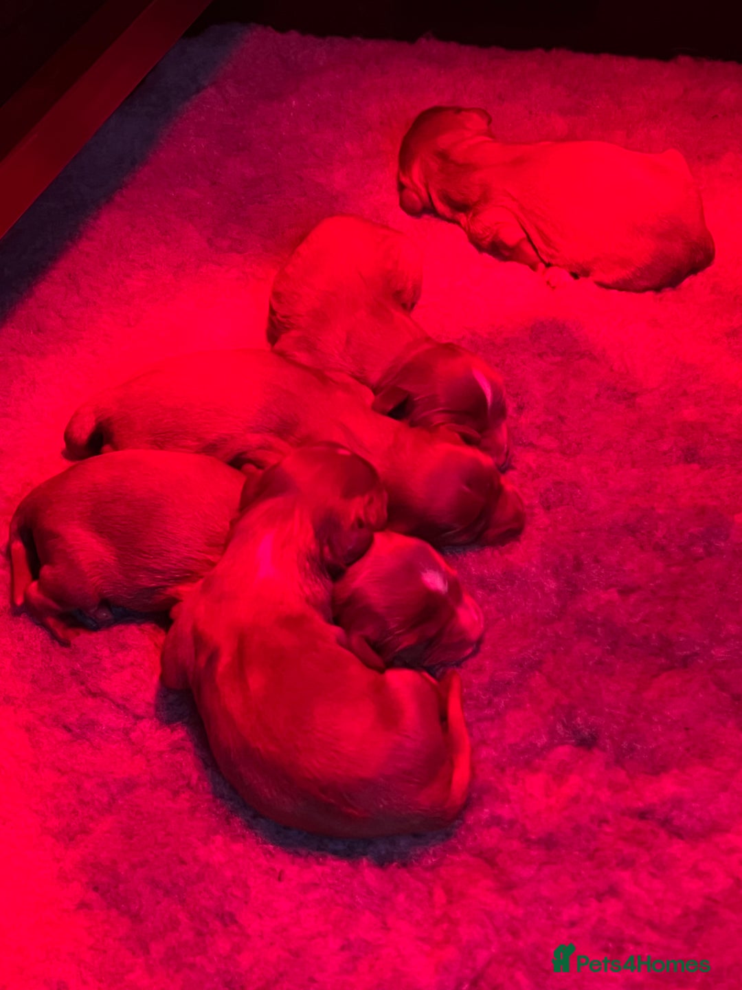 Cavalier King Charles Spaniel dogs for sale: 6 Ruby Puppies!! - Image 2