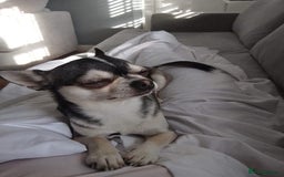 Chihuahua dogs for sale: Chihuahua puppies  - Image 6