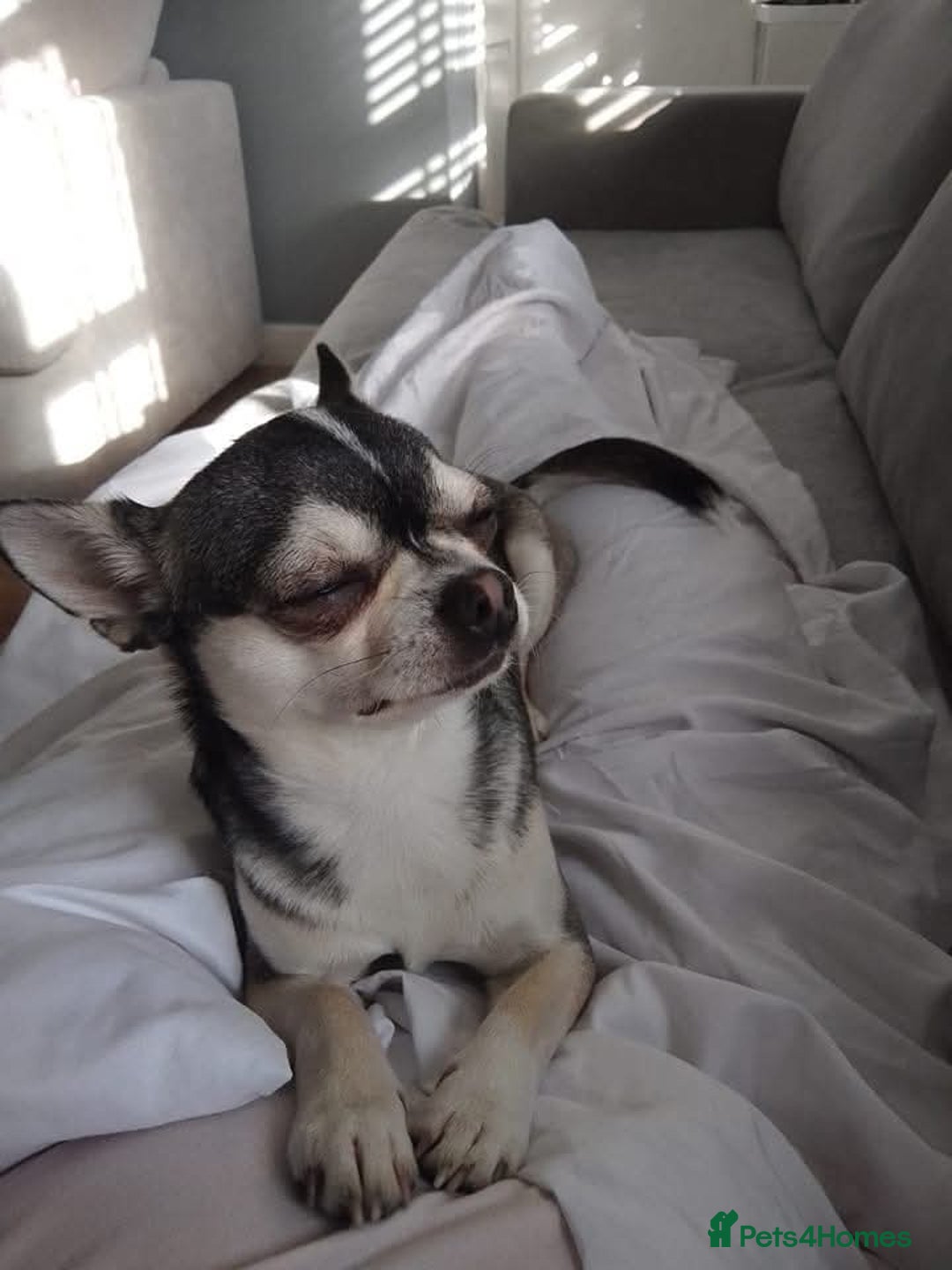 Chihuahua dogs for sale: Chihuahua puppies  - Image 6