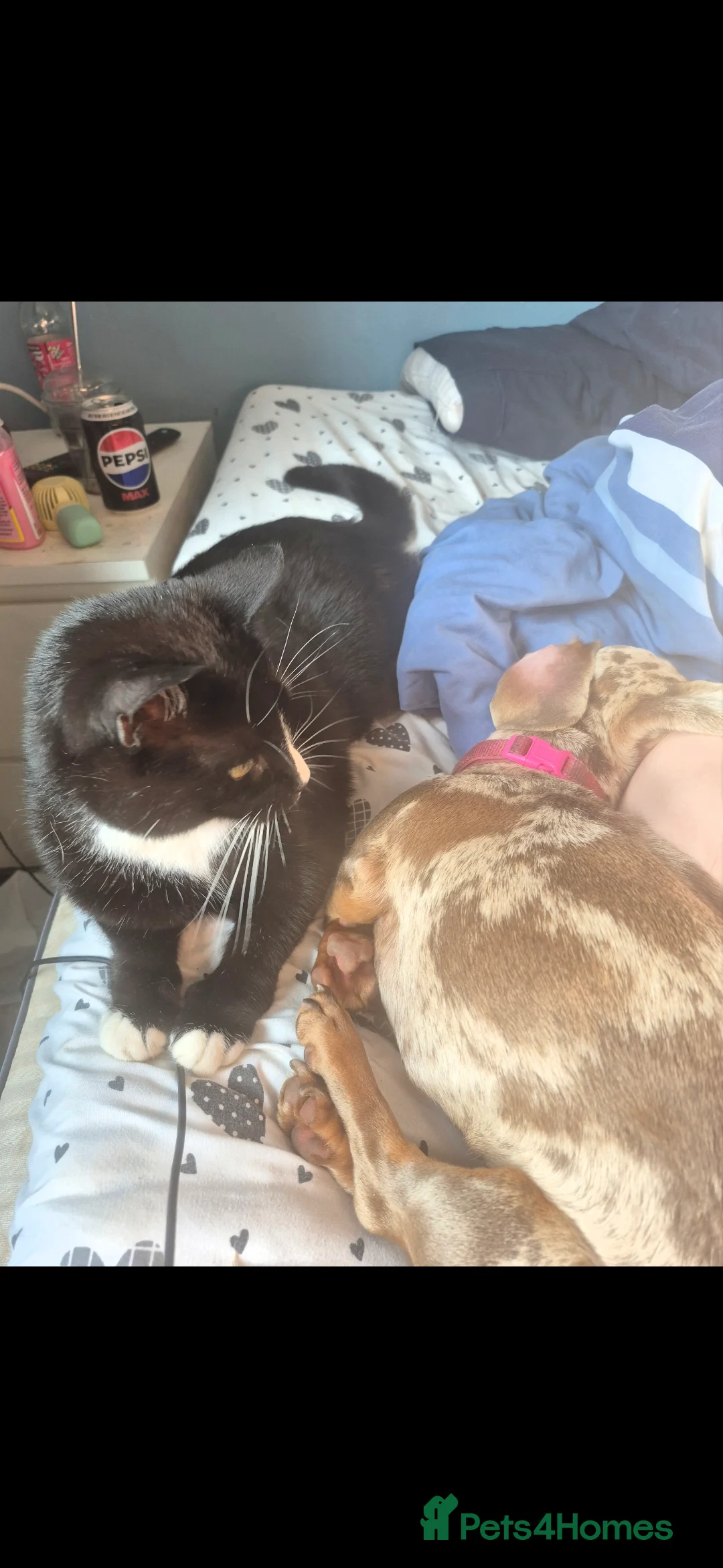 Miniature Dachshund dogs for sale: Maple - Advert 4