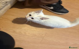 Mixed Breed cats for sale: Kittens 4 sale - Advert 3