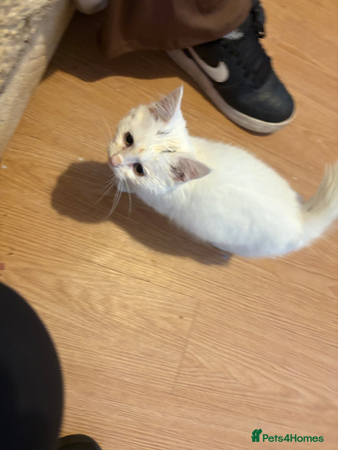 Mixed Breed cats for sale: Kittens 4 sale - Advert 3