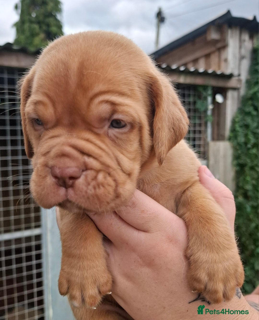 Dogue De Bordeaux dogs for sale: Dogue de Bordeaux pups  - Image 22