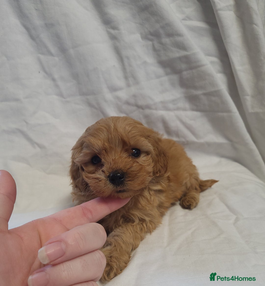 Maltipoo dogs for sale: Maltpoo puppies 5🌟licence breeder  - Advert 7