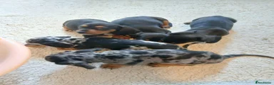 Dachshund 2