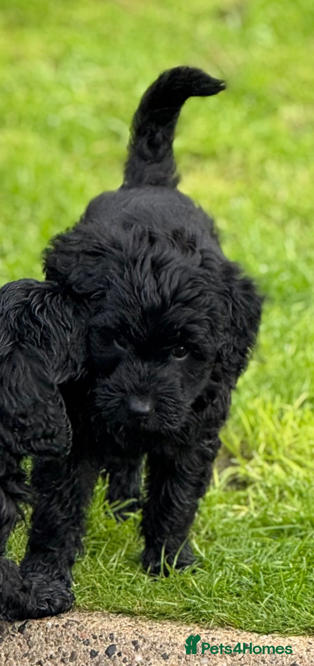 Mixed Breed dogs for sale: 🐾F3 Irish X Australian Labradoodle Puppies  - Advert 35