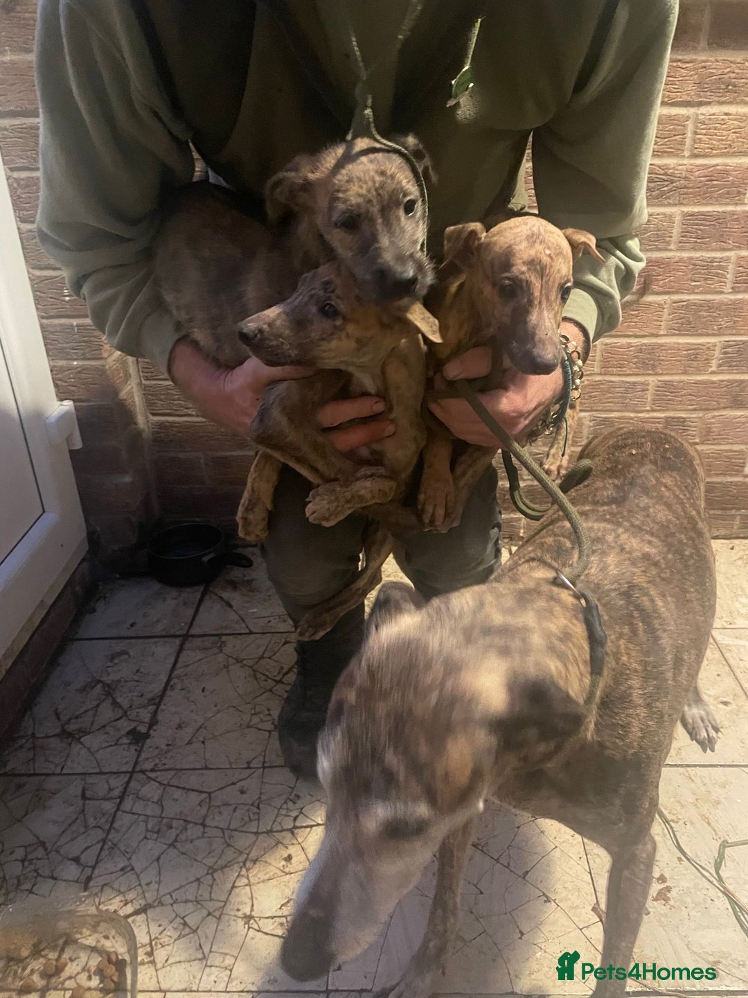 Lurcher dogs for sale: Greyhound  deerhound collie cross  - Advert 2