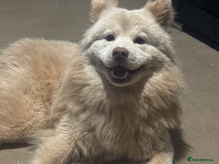 Mixed Breed dogs Platinum Chowsky male - Advert 5