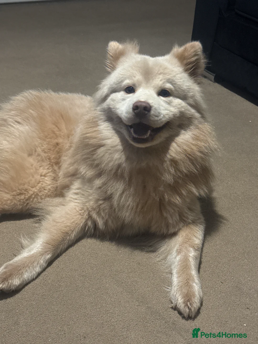 Mixed Breed dogs for sale: Platinum Chowsky male - Advert 1