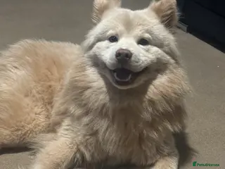 Mixed Breed dogs Platinum Chowsky male - Advert 14